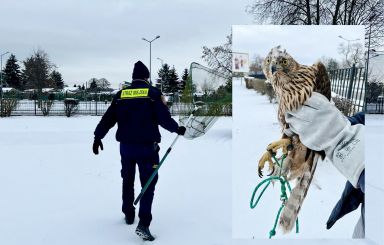 Straż miejska: zaginiony jastrząb odnaleziony
