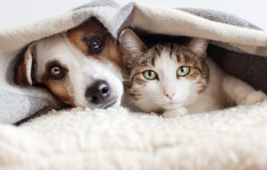 Dofinansowanie na kastracje, sterylizacje i czipowanie zwierząt w 2026 r.